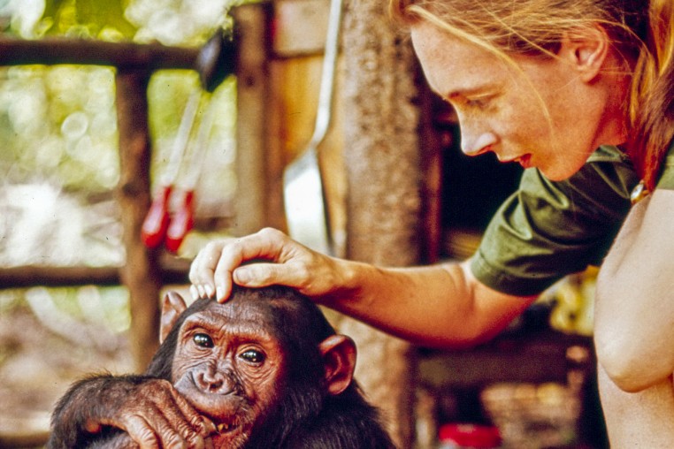 Jane Goodall.